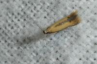 Coptotriche marginea