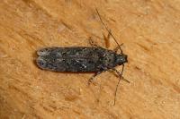 Carpatolechia decorella