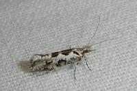 Ypsolopha sequella