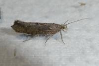Ypsolopha horridella