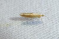 Argyresthia