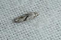 Stenolechia gemmella