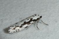 Ethmia candidella