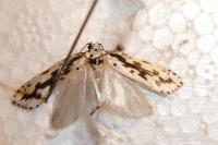 Ethmia candidella