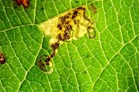 Ectoedemia atricollis