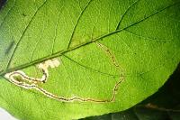 Lyonetia clerkella