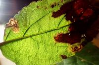 Stigmella incognitella