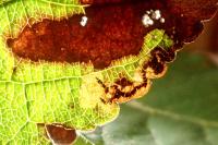 Stigmella incognitella
