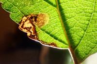 Stigmella incognitella