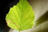 Stigmella sakhalinella