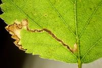 Stigmella sakhalinella