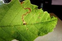 Stigmella samiatella