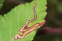 Stigmella aurella