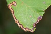 Stigmella aurella