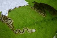 Stigmella anomalella