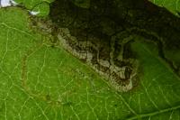 Stigmella anomalella
