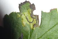 Stigmella regiella