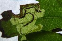 Stigmella regiella