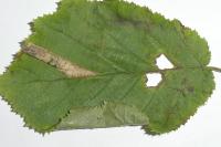 Parornix devoniella