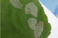 Phyllonorycter coryli