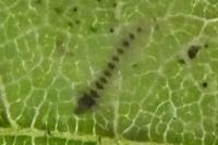 Phyllonorycter coryli