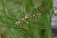 Cnaemidophorus rhododactylus