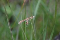 Cnaemidophorus rhododactylus