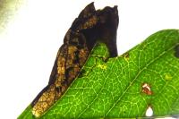 Stigmella hybnerella