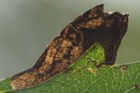 Stigmella hybnerella