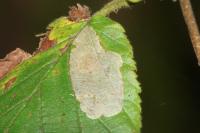Phyllonorycter coryli