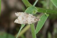 Orthotaenia undulana