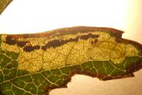 Stigmella regiella