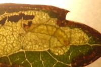 Stigmella regiella