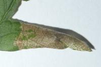 Phyllonorycter oxyacanthae