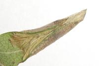 Phyllonorycter oxyacanthae