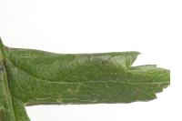 Phyllonorycter oxyacanthae
