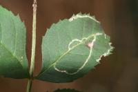 Caloptilia cuculipennella