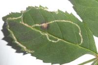 Caloptilia cuculipennella