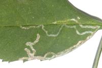 Caloptilia cuculipennella