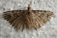 Alucita hexadactyla
