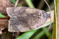 Cacoecimorpha pronubana