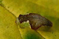 Heterogenea asella