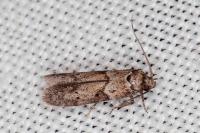 Blastobasis glandulella