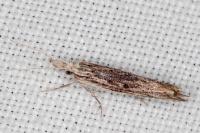 Ypsolopha scabrella