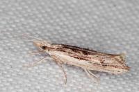 Ypsolopha scabrella