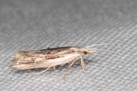 Ypsolopha scabrella