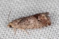 Cydia splendana