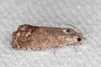 Cydia splendana