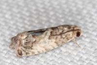 Cydia fagiglandana/splendana
