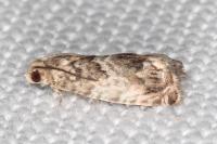 Cydia fagiglandana/splendana